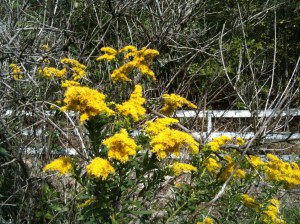 goldenrod-- fall 2012